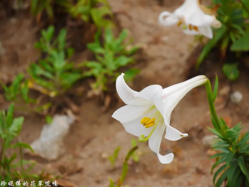 【新北-石門區】白沙灣麟山鼻步道野百合開花&Bo.Bo.Cafe 豹豹咖啡．海邊館