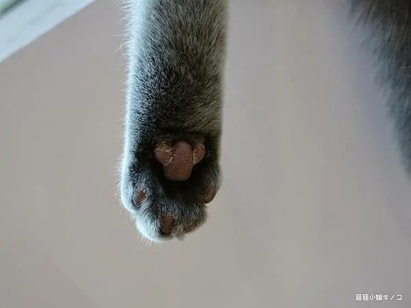 <板南線>捷運市府站-貓奴看過來!!百貨公司裡也有超萌貓咪陪吃!!!~貓樂貓咖啡信義遠百店~