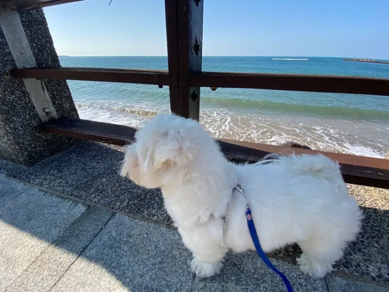 【新北三芝區、石門區-北海岸一日遊】淺水灣海濱公園／石門洞／寵物友善景點
