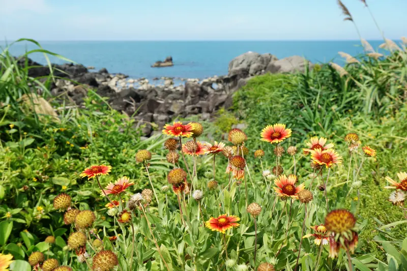 【新北，石門】2017國內賞花去！北海岸也有天人菊~富貴角燈塔！
