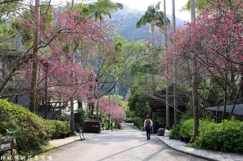 【新北-三峽區】大板根森林溫泉酒店原始板根森林區