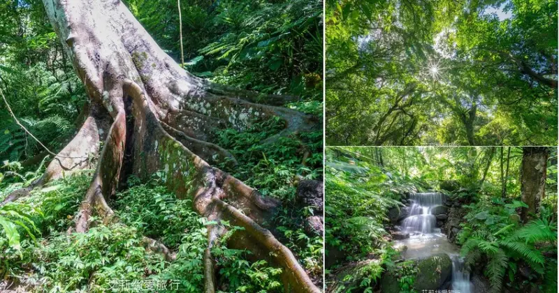 新北三峽景點》大板根原始森林區 限時免費入園 滿滿芬多精 避暑森林步道 - 艾莉絲愛旅行