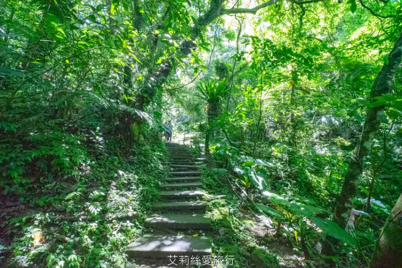 必去三峽景點推薦：大板根森林遊樂區