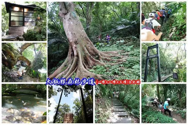 (上集)三峽景點【大板根森林園區步道】6月免費入園。一環+二環+三環步道；完整登山路線與免費入園活動資訊。大板根森林溫泉酒店佔地17公頃全台唯一低海拔亞熱帶雨林步道(遊記+停車資訊)