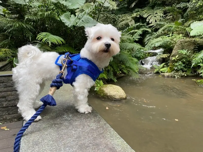 【新北三峽-大板根森林遊樂區】遠離塵囂走入森林吸收芬多精（寵物友善景點）