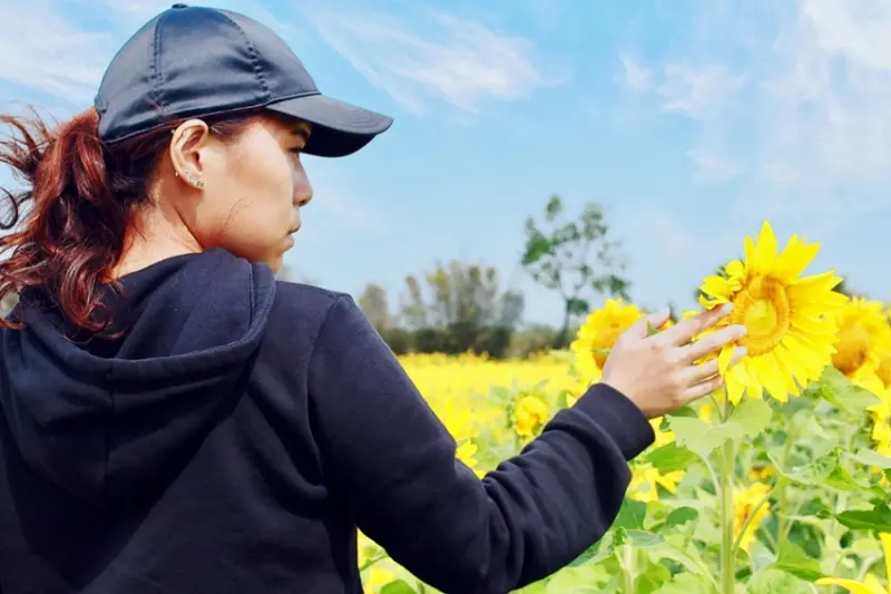 桃園旅遊景點/新屋季節限定的向日葵花海、波斯菊花海，快把握時間來朝聖 - Ann‧榜哥‧生活事務所