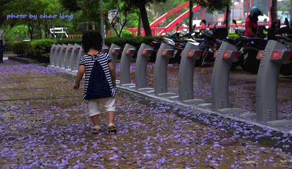【桃園 / 賞花】朝陽森林公園。我家後花園的夢幻花毯
