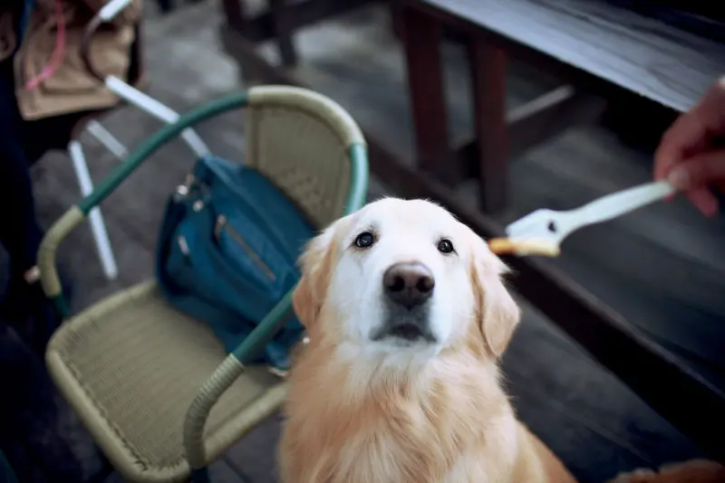 小狗和蔣公午後的大溪約會