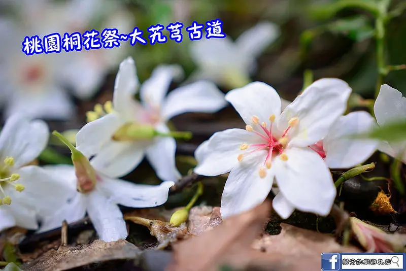 【桃園遊記】2016桃園桐花祭/大艽芎古道/桃園大溪景點/桐花季/賞桐趣/五月雪油桐花