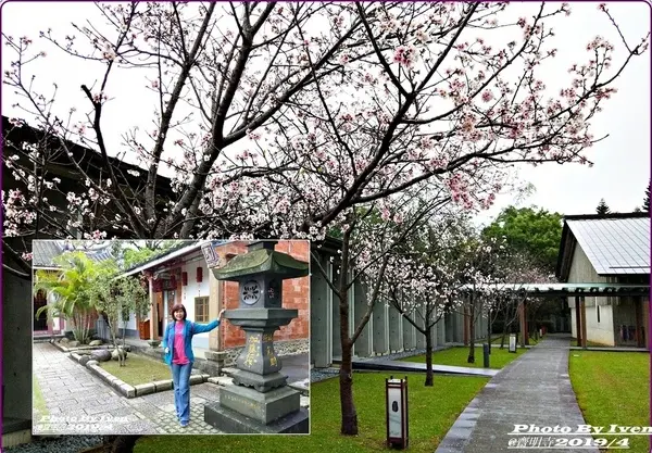 《桃園大溪景點》櫻花盛開四月天/好願在人間/大溪八景之一的人文景觀三級古蹟『法鼓山齋明寺』