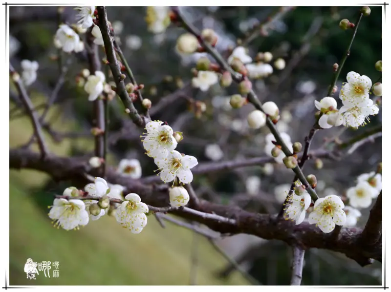2013.12.29角板山行館梅花