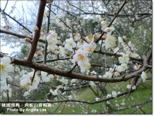 【桃園．復興】梅飛色舞《角板山》賞梅趣