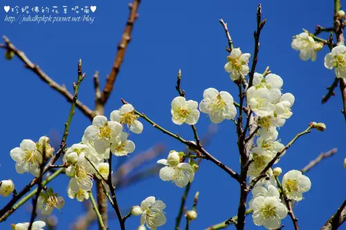 【桃園-復興區】角板山行館梅園賞梅