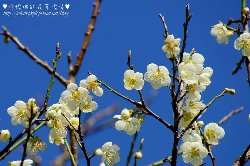 【桃園-復興區】角板山行館梅園賞梅