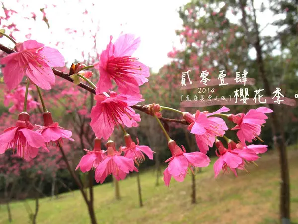 桃園櫻花 ▌「角板山公園櫻花」：角板山不只有梅花也有櫻花×復興角板山2014/01/26花況