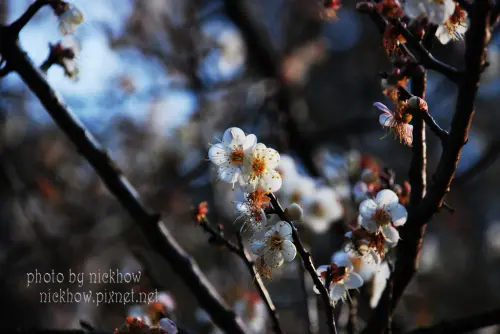 [桃園復興] 2014角板山行館-梅花、櫻花齊開美不勝收