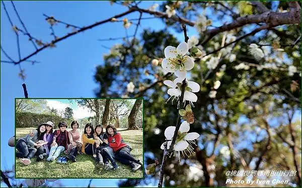 《桃園角板山行館梅園》白梅盛開紛飛宛如藍天下的白雪/碧波池塘映藍天/美景美友青山綠水休閒一日遊