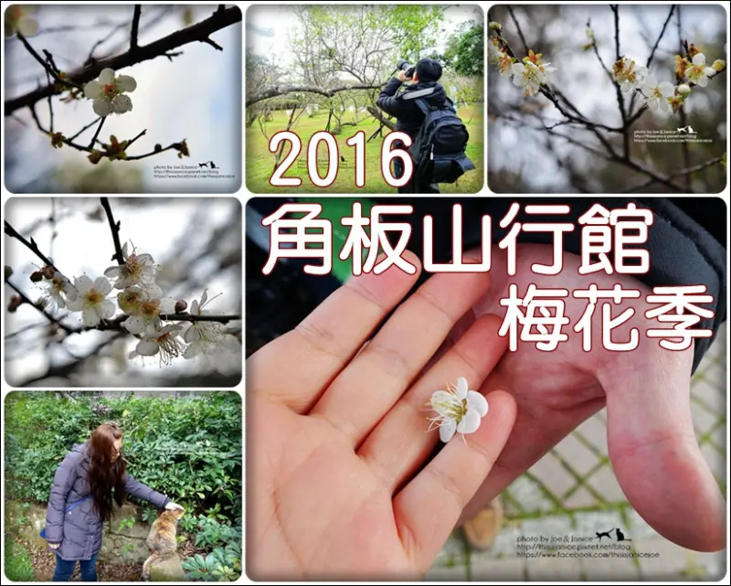  隨拍°桃園復興 -《 角板山行館 - 2016梅花祭 》 (2016/01/20拍攝) 