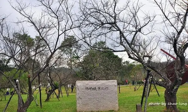 【復興 / 賞梅】角板山 - 梅花季。堪稱全台最長的『新溪口吊橋』即將開幕