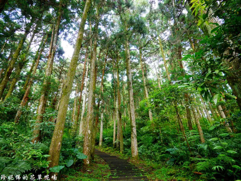 【桃園-復興區】東眼山國家森林遊樂區