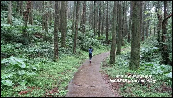 桃園復興。東眼山國家森林遊樂區雨後慢步杉林間