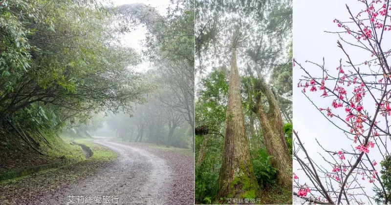 桃園景點》賞櫻秘境 東眼山國家森林遊樂區 穿梭電影般的迷霧森林夢幻場景 - 艾莉絲愛旅行