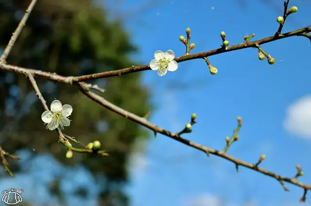 【桃園復興．景點】角板山公園 2016角板山行館梅花季-桃園一日小旅行