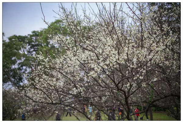 【遊記】 桃園 北部唯一賞梅景點-角板山公園