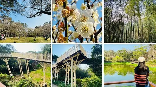 桃園必遊景點【角板山公園】角板山園區全新升級2.0版/新增南區入口天空之橋友善步道/2021角板山梅花季