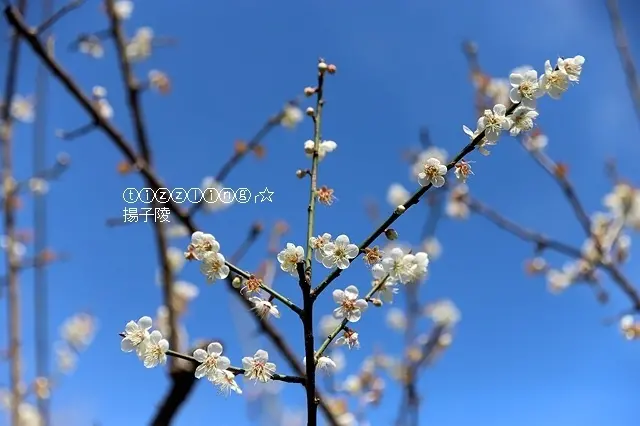 2020桃園角板山梅花季&牆角數枝梅，凌寒獨自開～