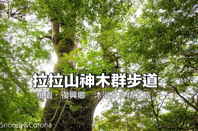 【桃園景點】拉拉山神木群步道／拉拉山自然保護區～平緩好行森林步道，近距離觀賞神木、享受芬多精