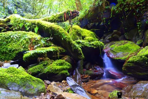 【桃園。復興】拉拉山(達觀山)自然保護區神木群。千年紅檜巨木樹。遇見北台灣氧氣最多的地方