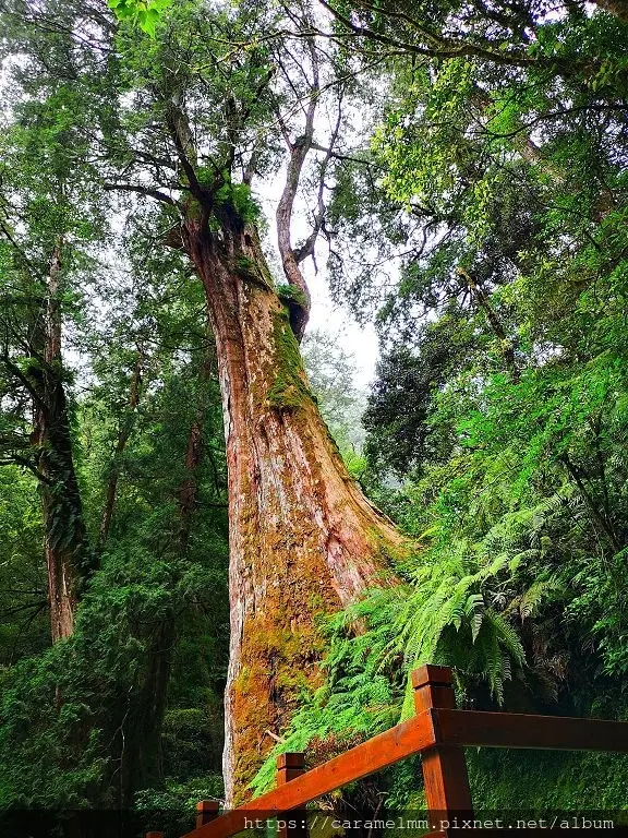 【桃園復興】拉拉山巨木群步道 拉拉山自然保護區 千年神木 神木群 拉拉山園區 水蜜桃 桃園景點 桃園一日遊 桃園市復興鄉