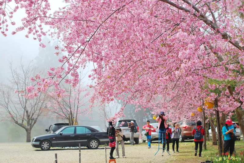 花 . 心語 * 桃園 . 拉拉山恩愛農場 ( 櫻花季 )