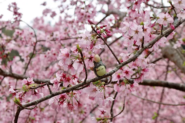 【桃園旅遊】拉拉山 恩愛農場 富士櫻花盛開(2017.03.12花況分享)-2017恩愛櫻花季．桃園一日小旅行