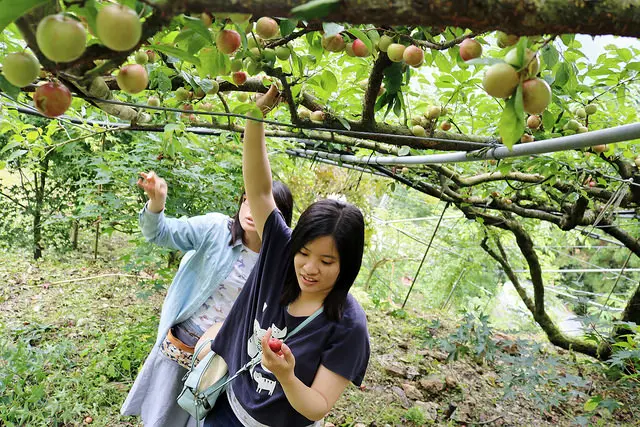【桃園旅遊】拉拉山 恩愛農場 採蜜李兼賞繡球花-桃園一日小旅行採果趣
