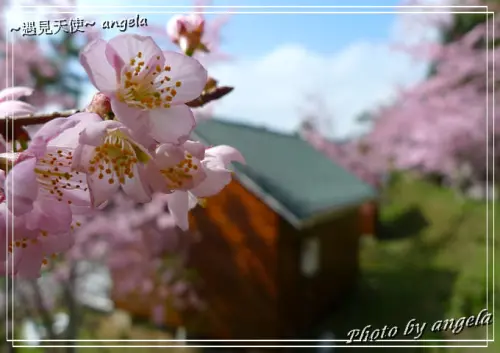 恩愛農場櫻花-桃園復興鄉絕美櫻花林在這! - 遇見天使~Angela