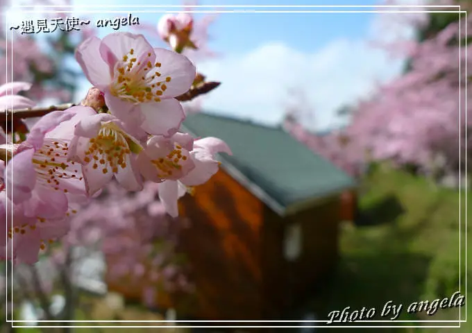 恩愛農場櫻花-桃園復興鄉絕美櫻花林在這! - 遇見天使~Angela