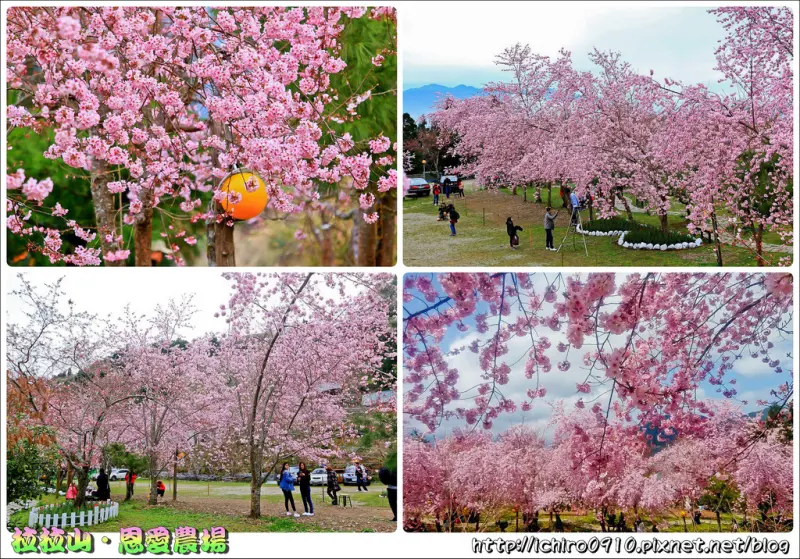 [賞花]【桃園市復興區】2018拉拉山恩愛農場(2018.02.27花況)。粉紅富士櫻浪漫盛開│季節限定美景│北部賞櫻熱門景點│IG.FB打卡熱門景點│怎麼去/客運/交通/花況/地址/門票/營業時間
