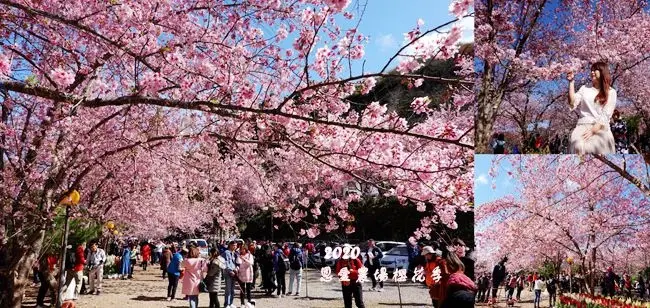 2020拉拉山櫻花季 ▶ 2020恩愛農場櫻花季 ▶  桃園復興鄉最大賞櫻盛事 千島櫻、富士櫻滿開 恩愛農場2/23最新花況、免費賞櫻巴士、交通管制資訊!
