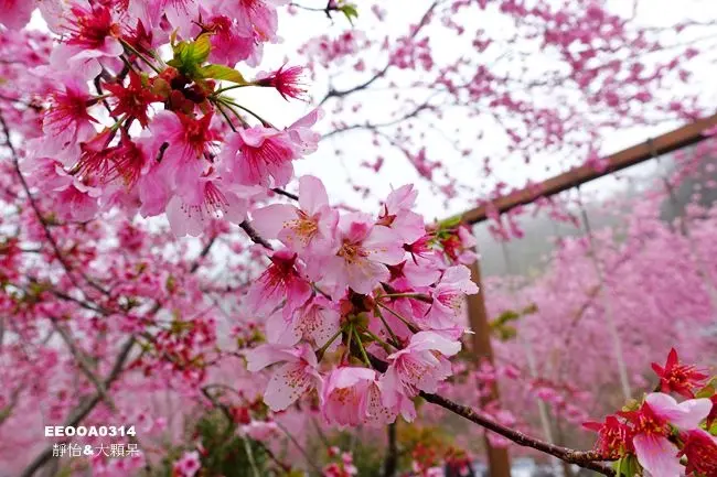 【恩愛農場櫻花】拉拉山恩愛農場櫻花季 ♥ 恩愛農場櫻花大盛開 春日櫻花漫天紛飛 身陷浪漫粉紅花海裡 (3/14最新花況)