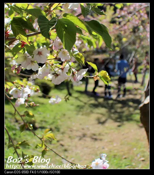 
桃園.復興-拉拉山恩愛農場(20130310花況)
