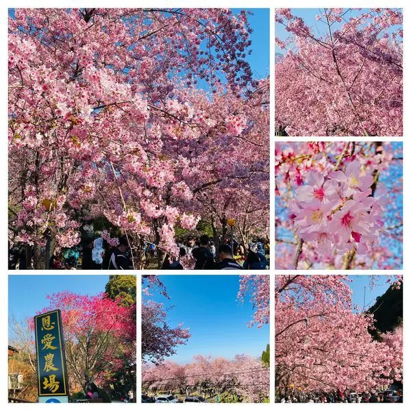 拉拉山恩愛農場櫻花季2020|桃園最美的賞櫻盛地|櫻花林粉爆滿開中|2020/2/22最新花況分享