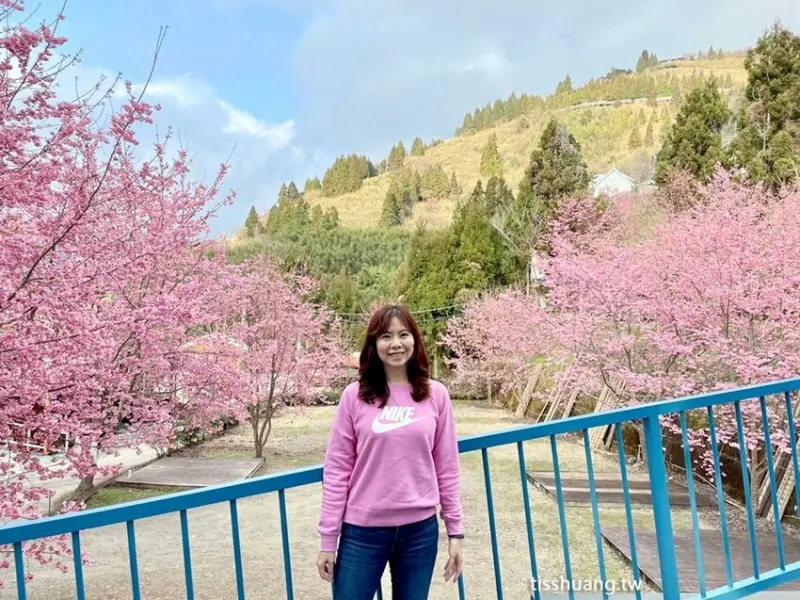 2021拉拉山恩愛農場賞櫻最新花況｜恩愛農場民宿俠雲山莊小木屋包棟CP值超高｜交通及住宿建議