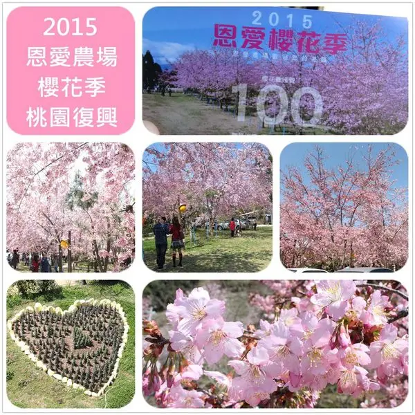 [桃園復興]1040227恩愛農場2015櫻花季~2/27最新花況,粉嫩花海讓人覺得美的不可思議啊