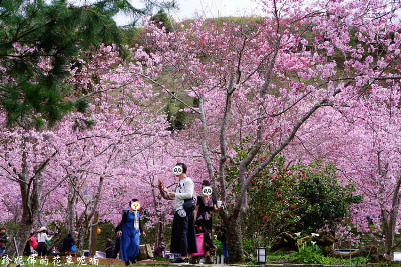 【桃園-復興區】2019拉拉山恩愛農場櫻花季