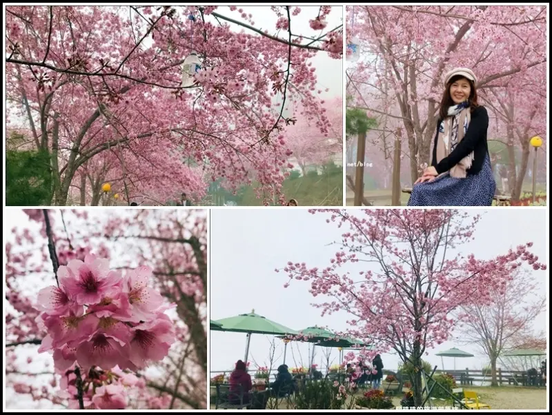 2020拉拉山櫻花季｜恩愛農場櫻花粉嫩登場