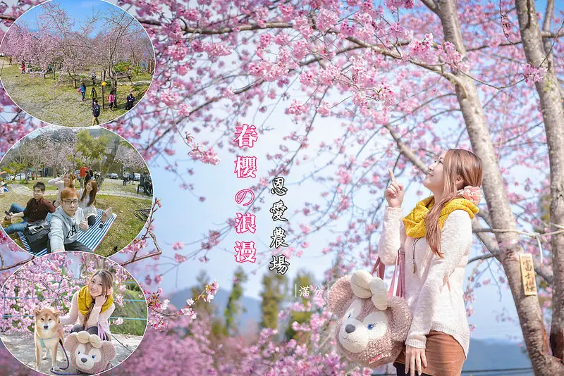 【桃園。復興景點】拉拉山恩愛農場/恩愛櫻花季~粉紅富士櫻爆炸滿開 。櫻花下野餐~彷彿來到日本賞櫻名所