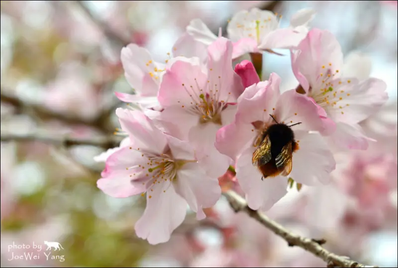 遊記°桃園 -《 拉拉山恩愛農場 》2014/02/26 花況