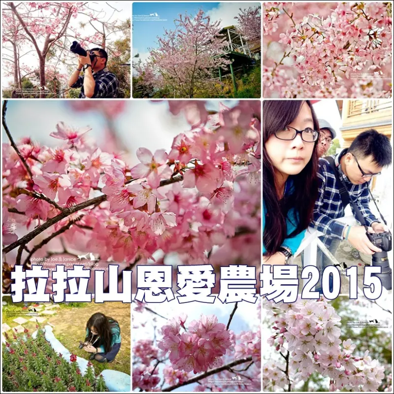 遊記°桃園 -《 拉拉山恩愛農場 - 墨染櫻。千島櫻。雪舞櫻 》2015/03/14 花況